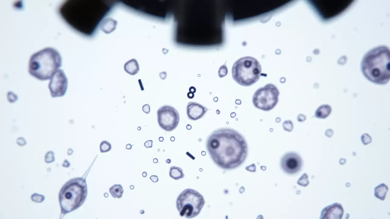 Celulele pancreatice pot produce natural hormonul din Ozempic