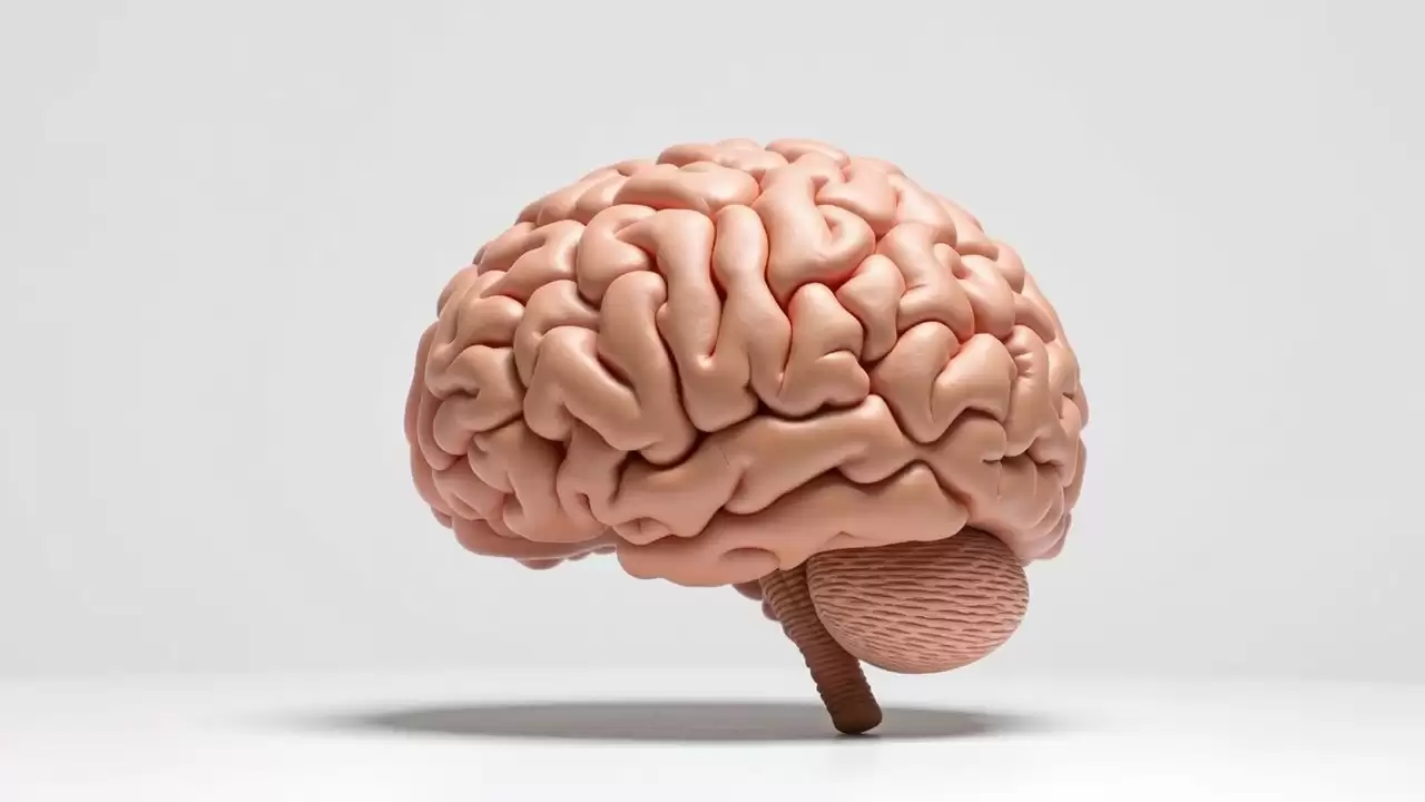 Studiu nou descopera modificari cerebrale in menopauza