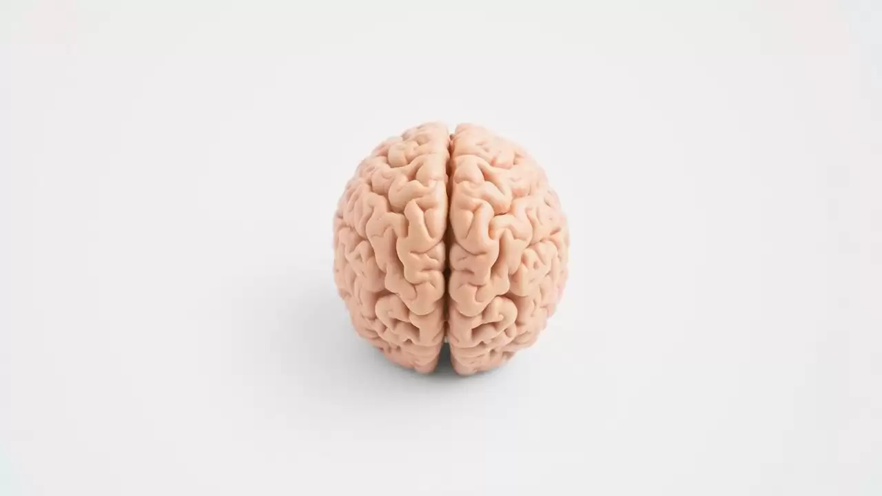 Descoperire despre neuronii din amigdala care controleaza anxietatea
