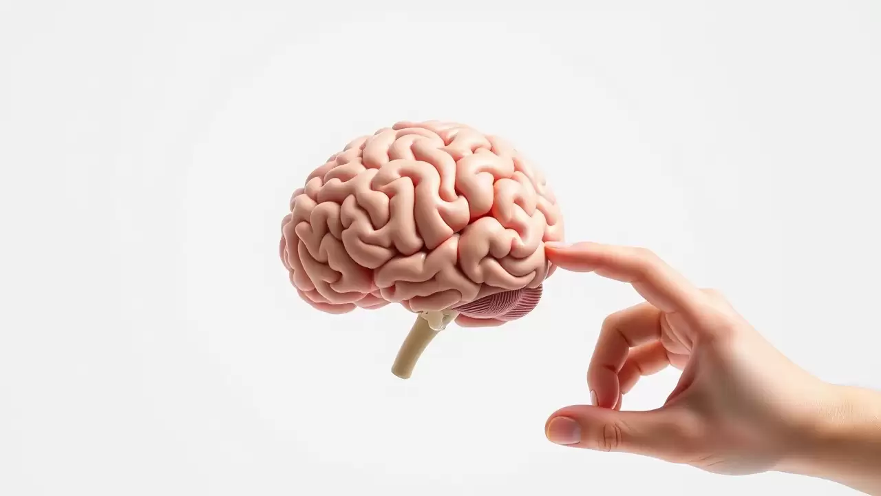 Cercetatorii au descoperit 4 straturi de neuroni in hippocampus