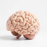 Știre despre boala Alzheimer, enzime și neuroni