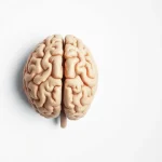 Știre despre celule nervoase, proteina imuna și tesut cerebral