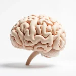 Știre despre creier, neuroinflamatie și spray nazal
