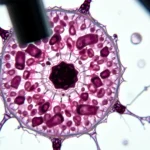 Știre despre antitumoral, cell therapy și celule