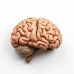 Știre despre boala Alzheimer, celule imune creier și mutații genetice